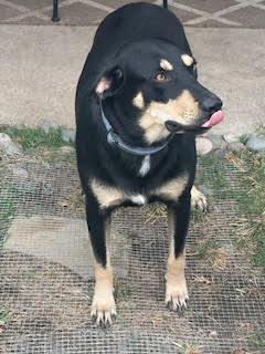 Enlarge BUDDY FOSTER, a Adoptable mixed breed in Houston, TX image 2/3