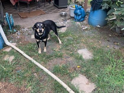 Enlarge BUDDY FOSTER, a Adoptable mixed breed in Houston, TX image 3/3