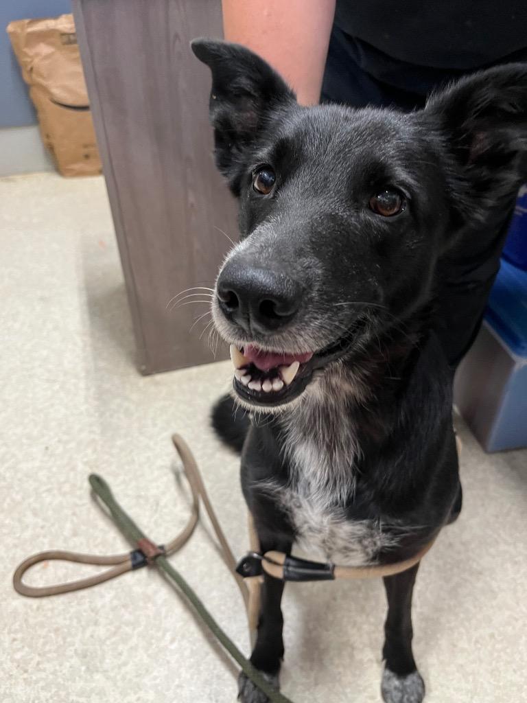 Enlarge Echo, a Adopted mixed breed in Virginia, MN image 1/1