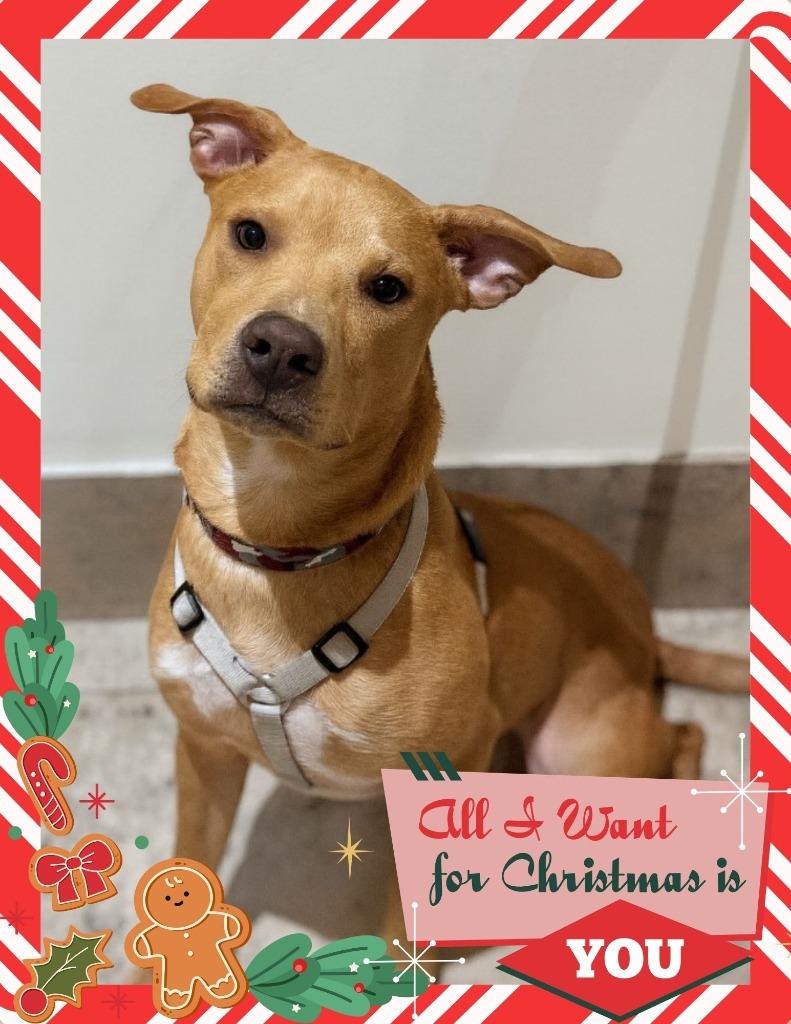 Enlarge Knox, a Adoptable mixed breed in Savage, MN image 1/4