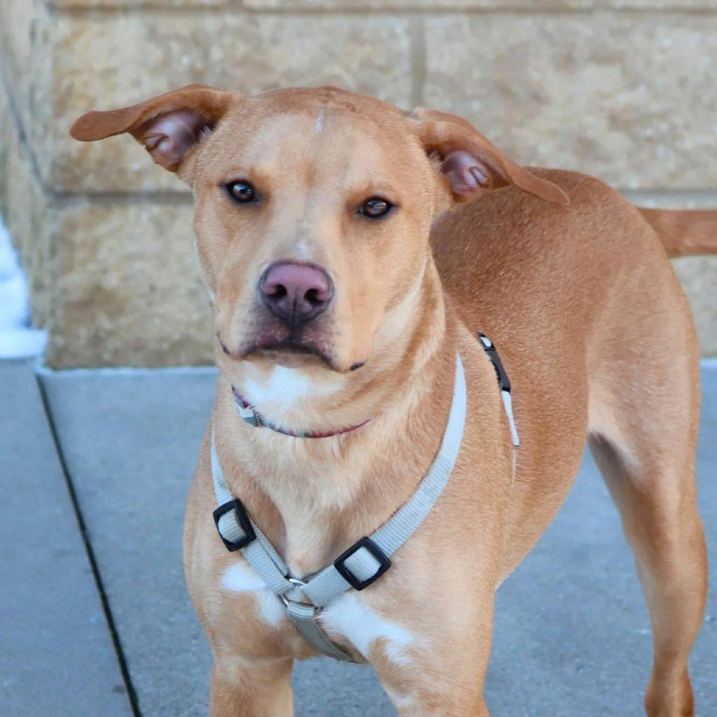 Knox, Adoptable, Young Male Mixed Breed.