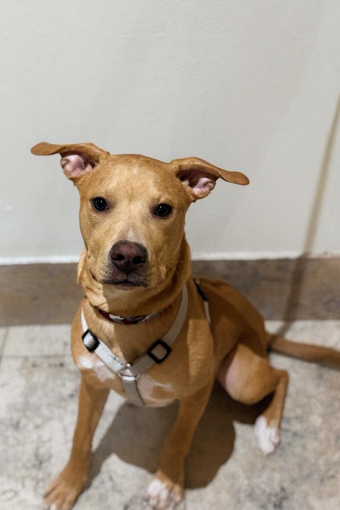 Enlarge Knox, a Adoptable mixed breed in Savage, MN image 2/4