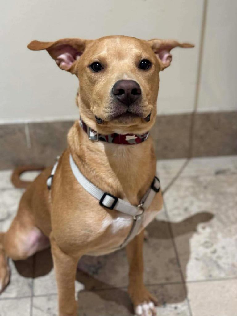 Enlarge Knox, a Adoptable mixed breed in Savage, MN image 4/4