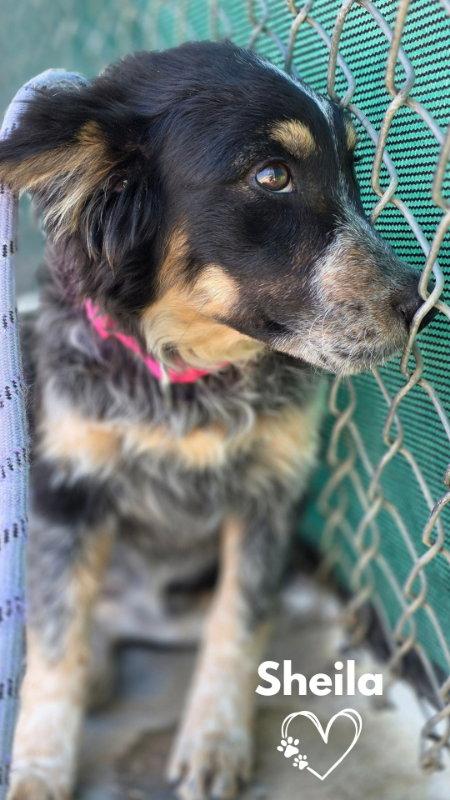 Sheila, Adoptable, Puppy Female Australian Shepherd & Border Collie.