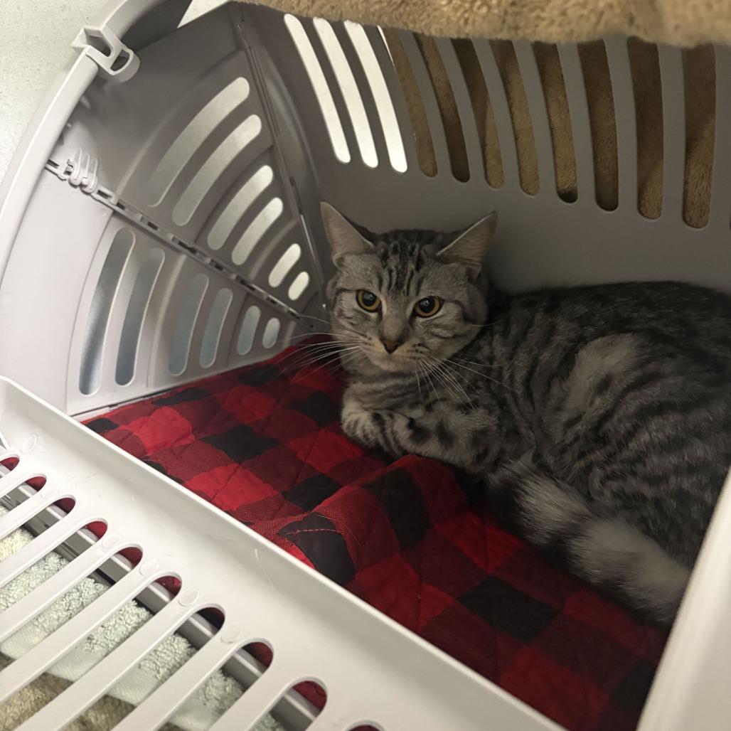 Lyra, Adoptable, Young Male Domestic Short Hair.