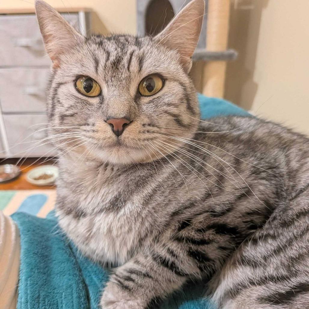 Enlarge Lyra, a Adoptable Domestic Short Hair in Dover, NH image 2/6