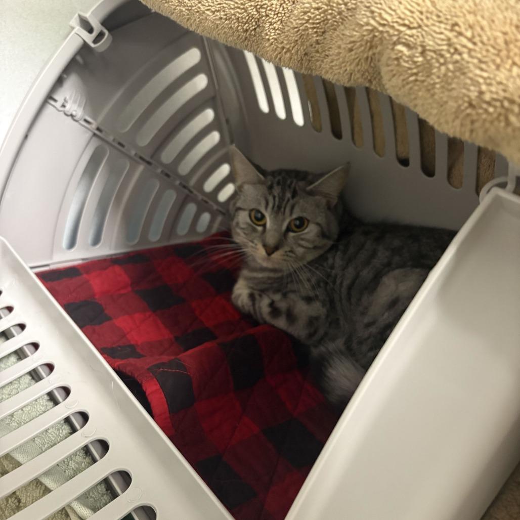 Enlarge Lyra, a Adoptable Domestic Short Hair in Dover, NH image 3/6