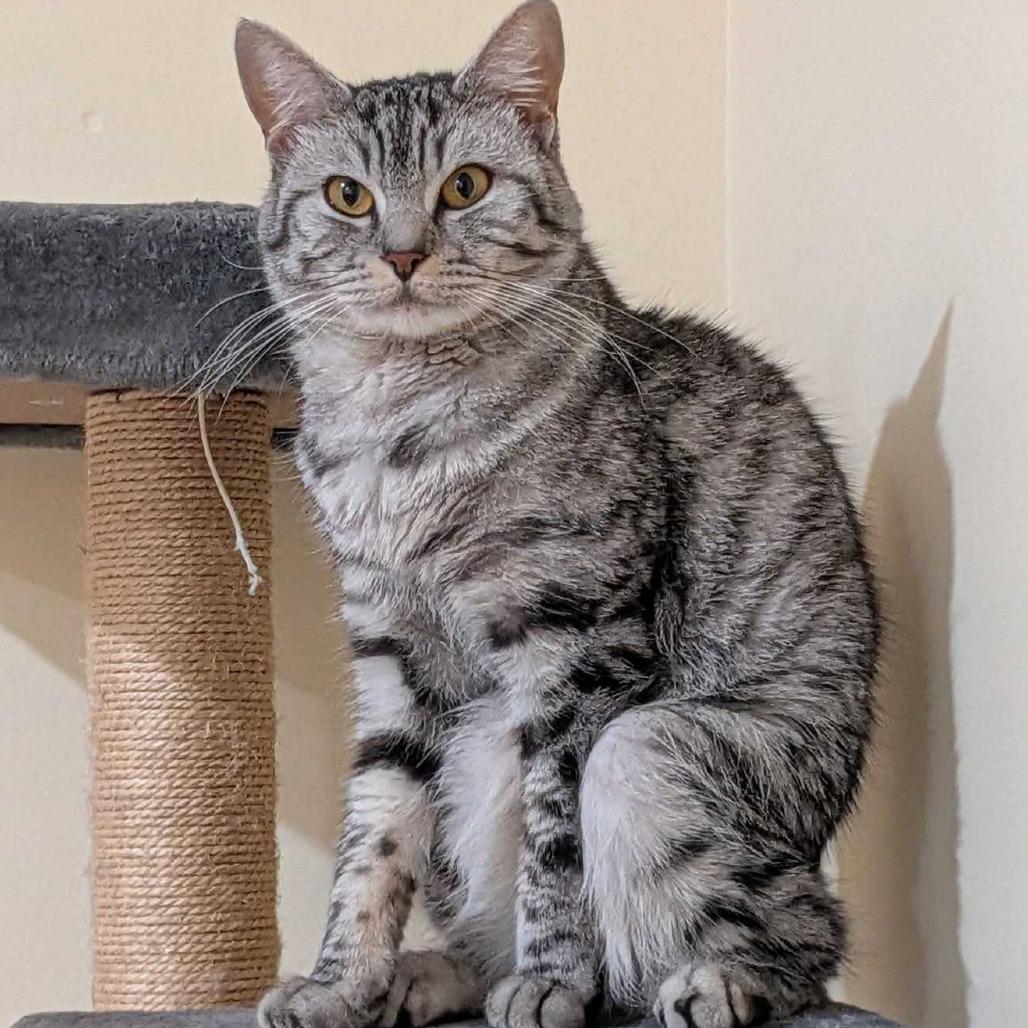 Enlarge Lyra, a Adoptable Domestic Short Hair in Dover, NH image 4/6