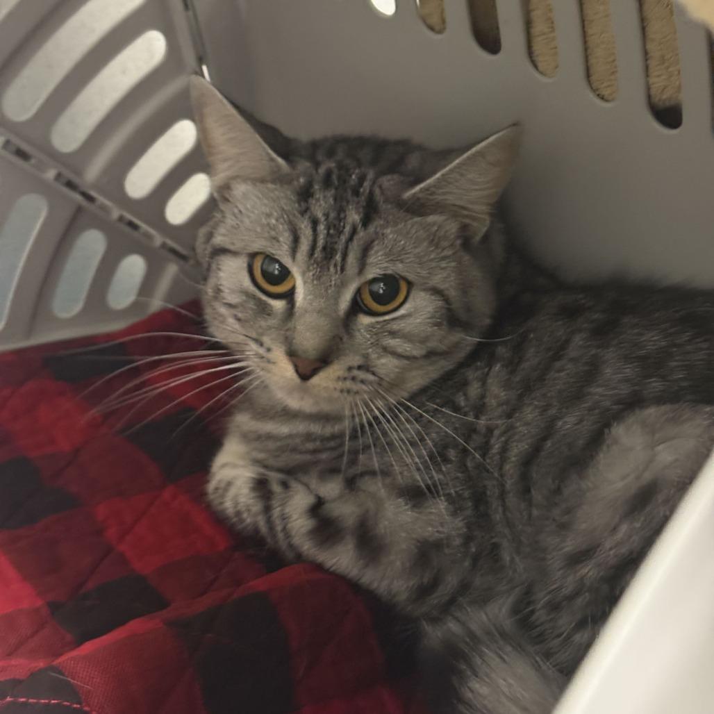 Enlarge Lyra, a Adoptable Domestic Short Hair in Dover, NH image 5/6
