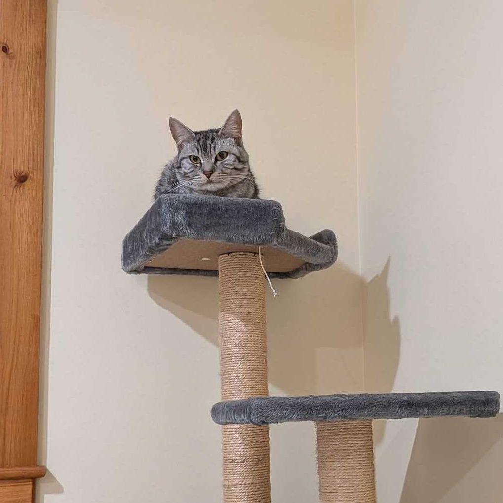 Enlarge Lyra, a Adoptable Domestic Short Hair in Dover, NH image 6/6