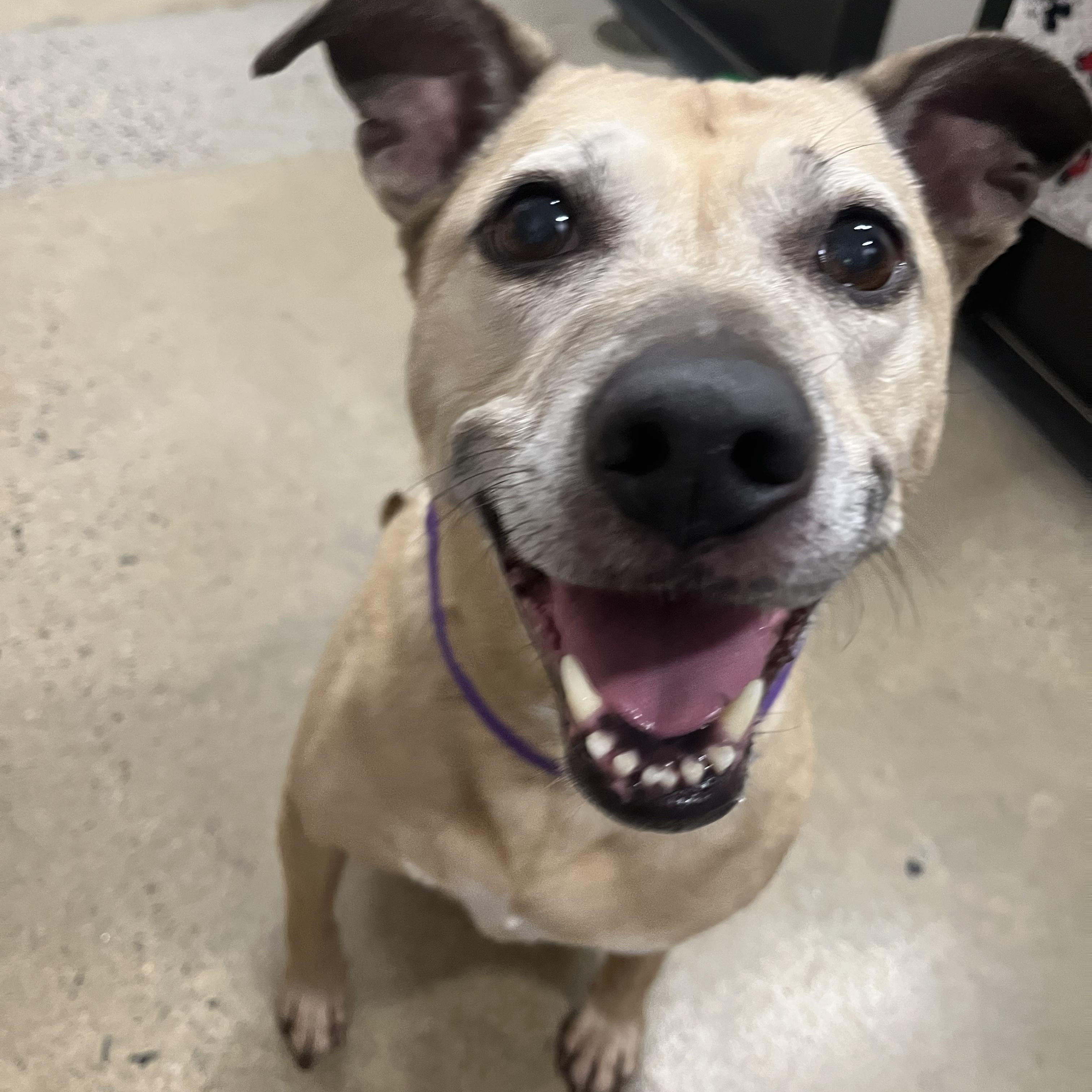 Chelsea, Adoptable, Adult Female Labrador Retriever.