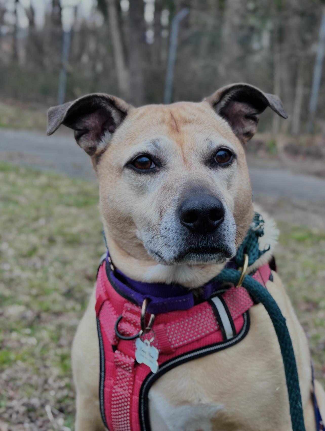 Chelsea, a Adoptable mixed breed in Edgewood, MD image 6/6
