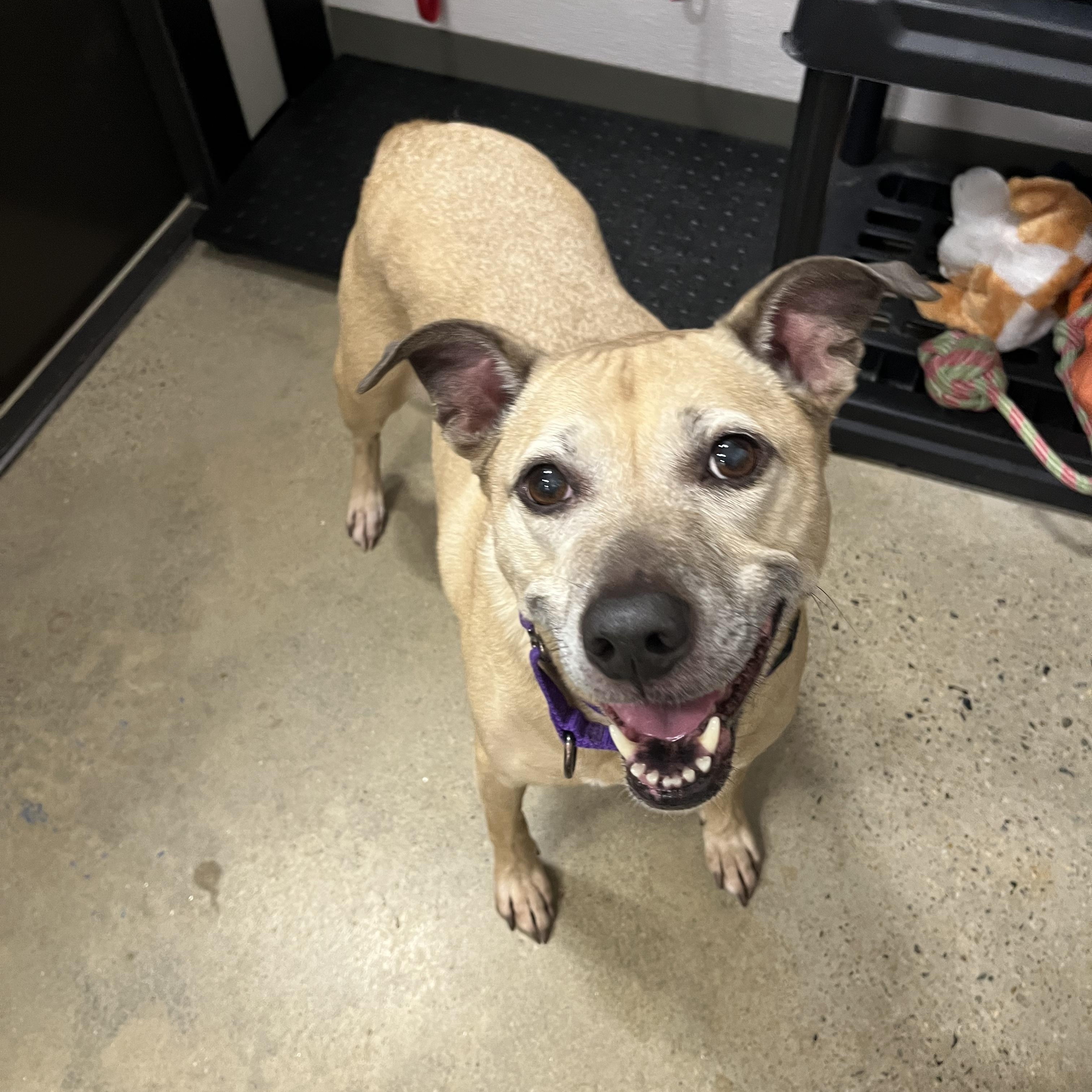 Chelsea, a Adoptable mixed breed in Edgewood, MD image 3/6