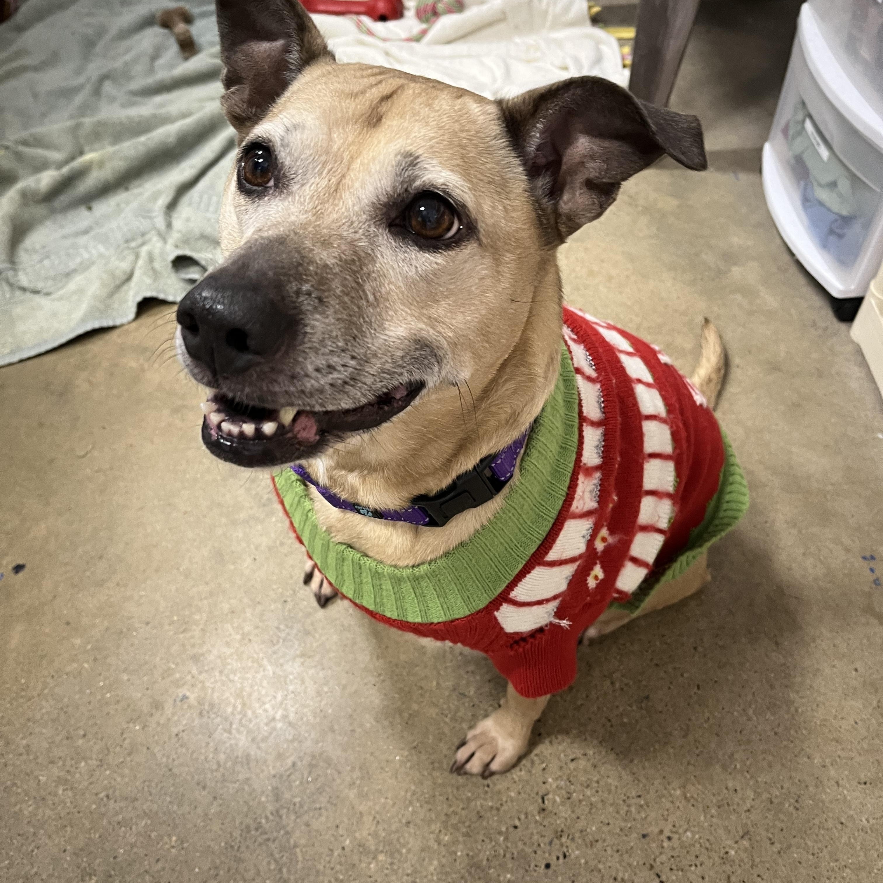 Chelsea, a Adoptable mixed breed in Edgewood, MD image 4/6