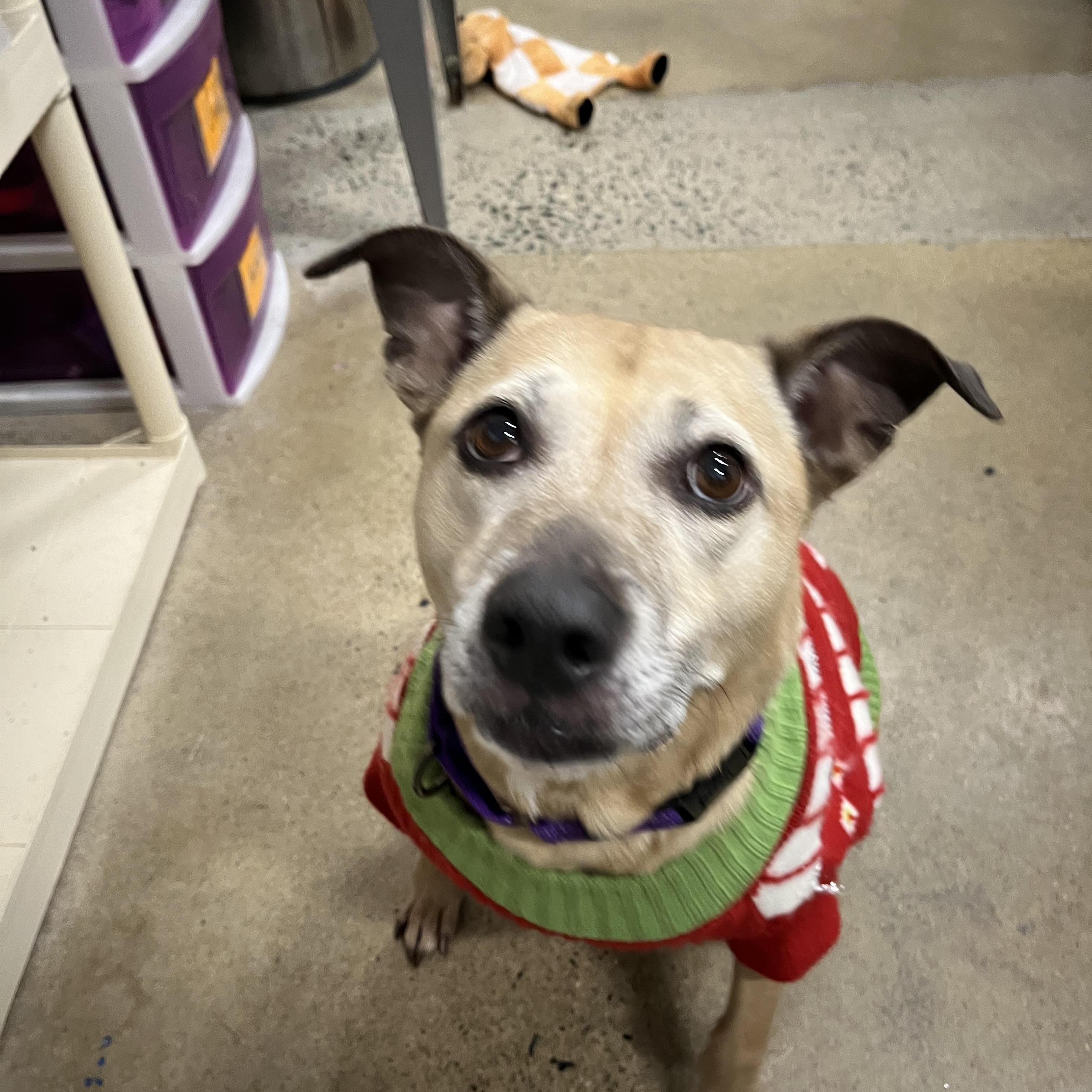 Chelsea, a Adoptable mixed breed in Edgewood, MD image 5/6