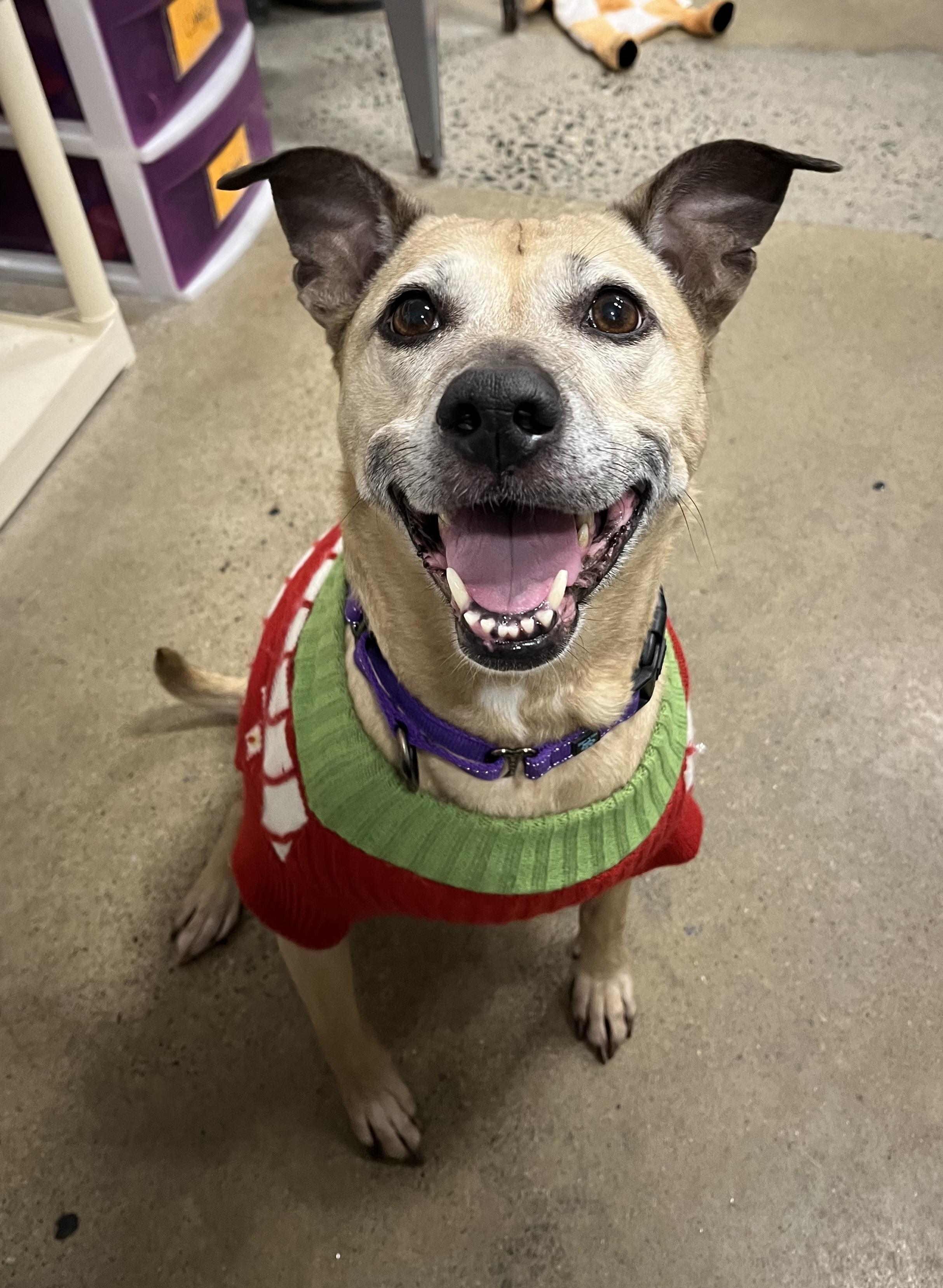 Chelsea, a Adoptable mixed breed in Edgewood, MD image 2/6