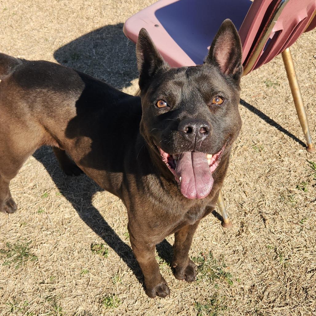 Enlarge Reginald, a Adoptable mixed breed in Norman, OK image 1/2
