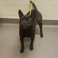 Enlarge Reginald, a Adoptable mixed breed in Norman, OK image 2/2