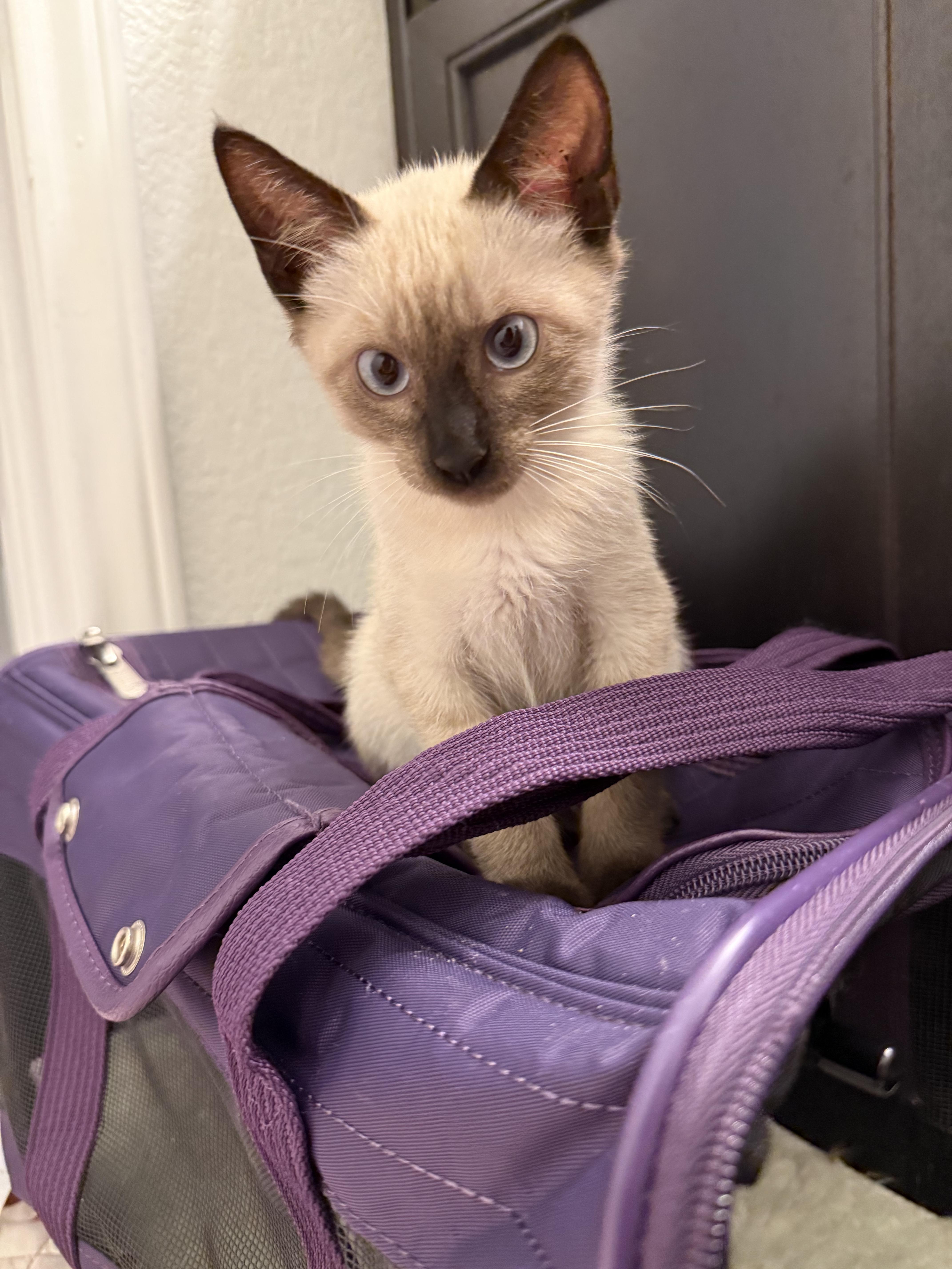 Enlarge Lavender, an adopted Domestic Short Hair in Clinton, NJ image 2/6