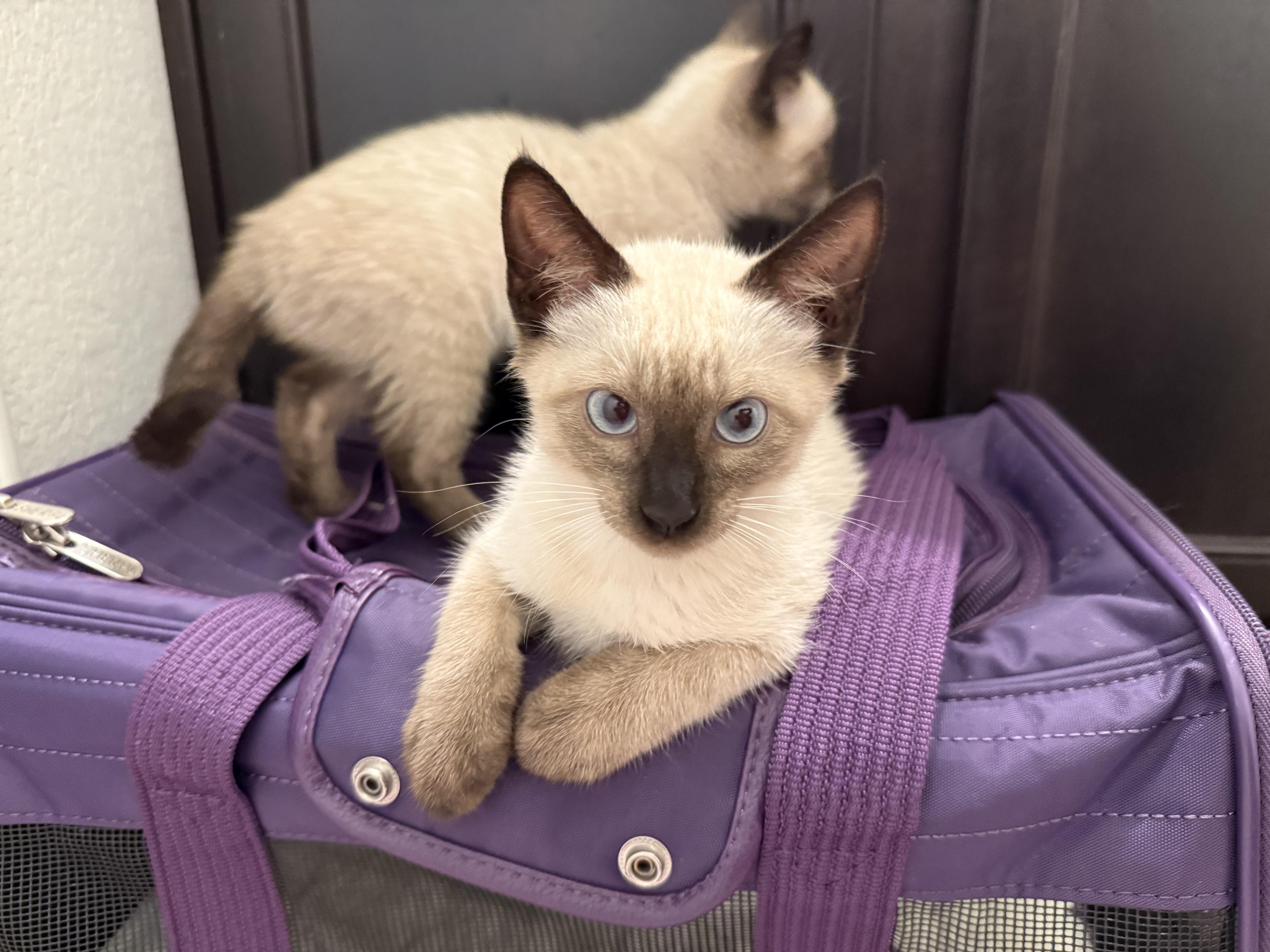 Enlarge Lavender, an adopted Domestic Short Hair in Clinton, NJ image 6/6
