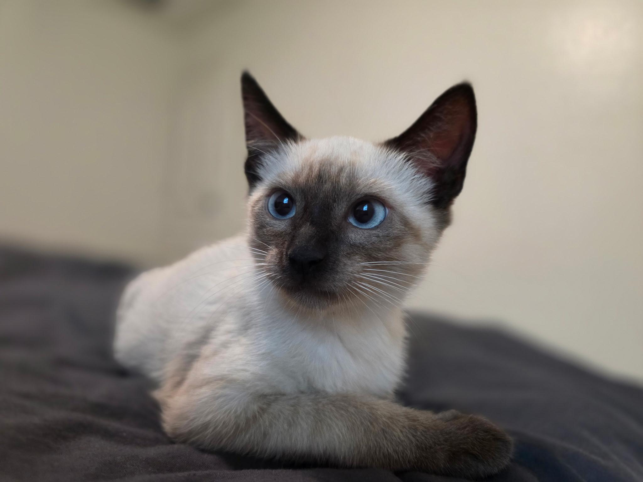 Lavender, adopted, Kitten Male Domestic Short Hair.