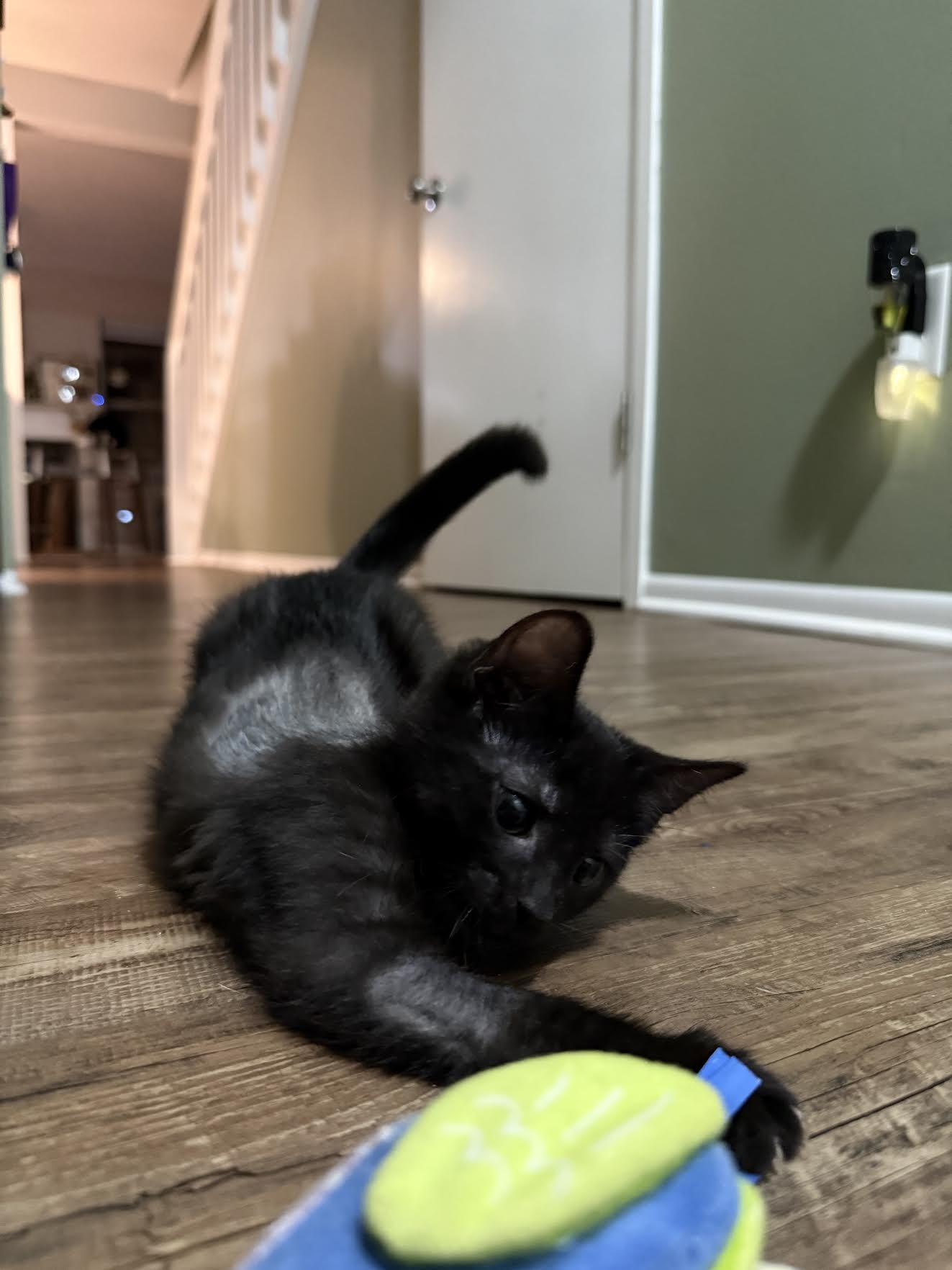 Mags, adopted, Kitten Female Domestic Short Hair.