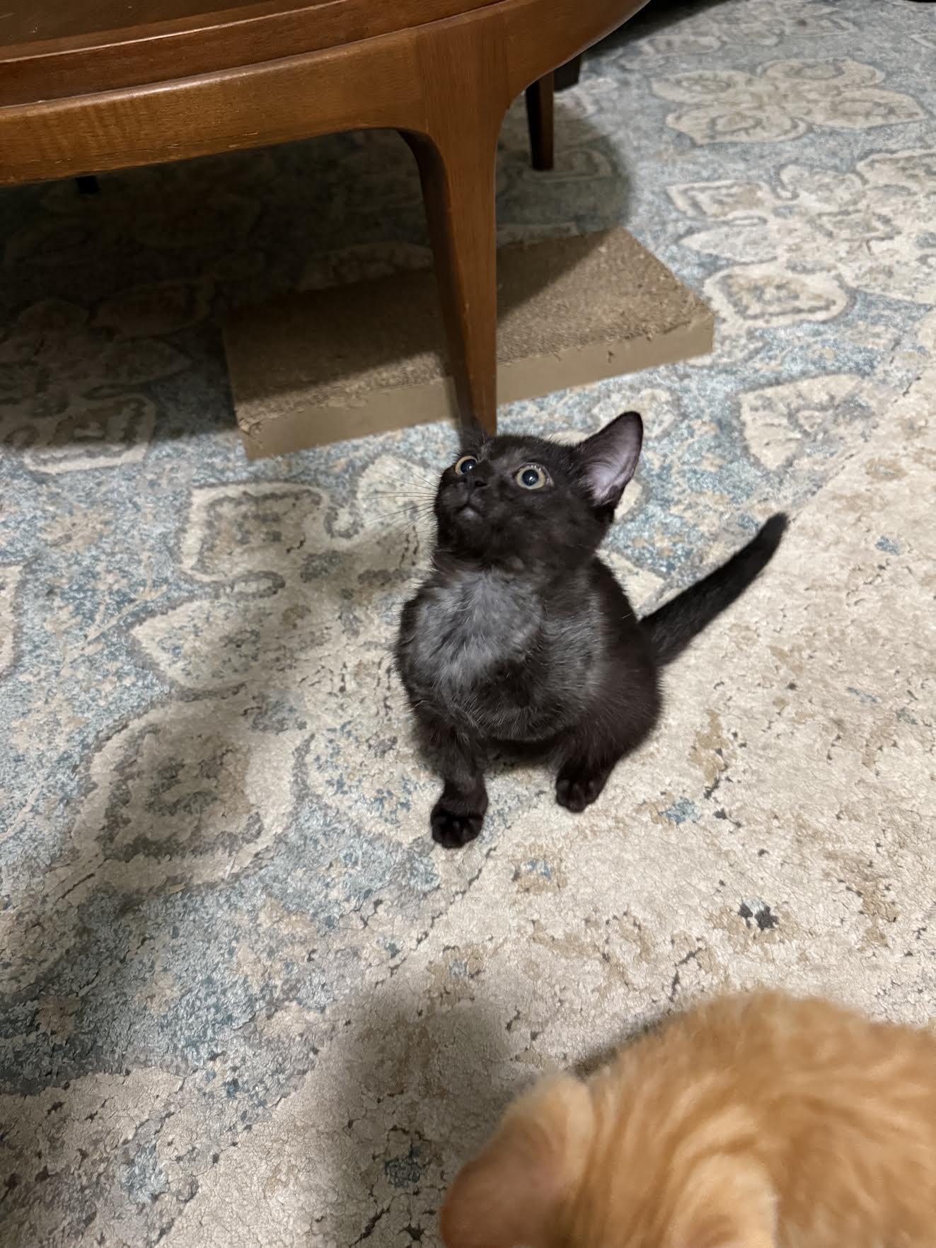 Mags, an adopted Domestic Short Hair in Bear, DE image 3/3