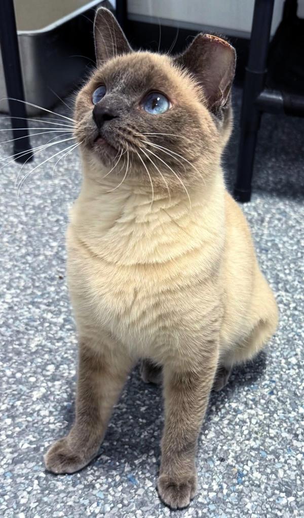 Enlarge BUBBLES, an adopted Siamese in Madison, WI image 1/4