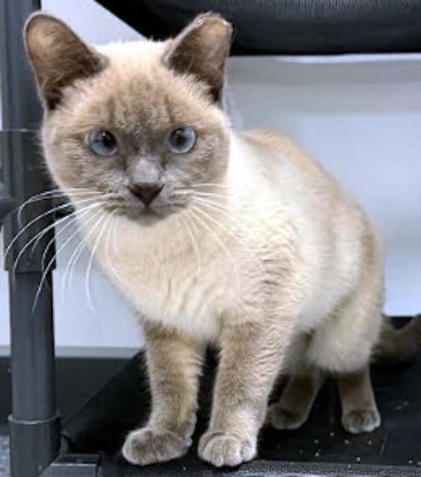 Enlarge BUBBLES, an adopted Siamese in Madison, WI image 3/4