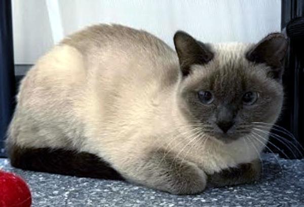 Enlarge BUBBLES, an adopted Siamese in Madison, WI image 2/4