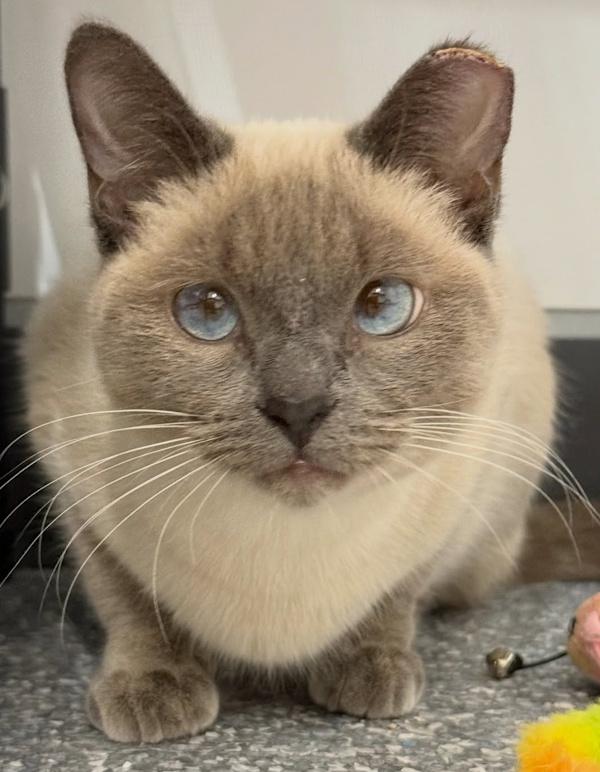 Enlarge BUBBLES, an adopted Siamese in Madison, WI image 4/4
