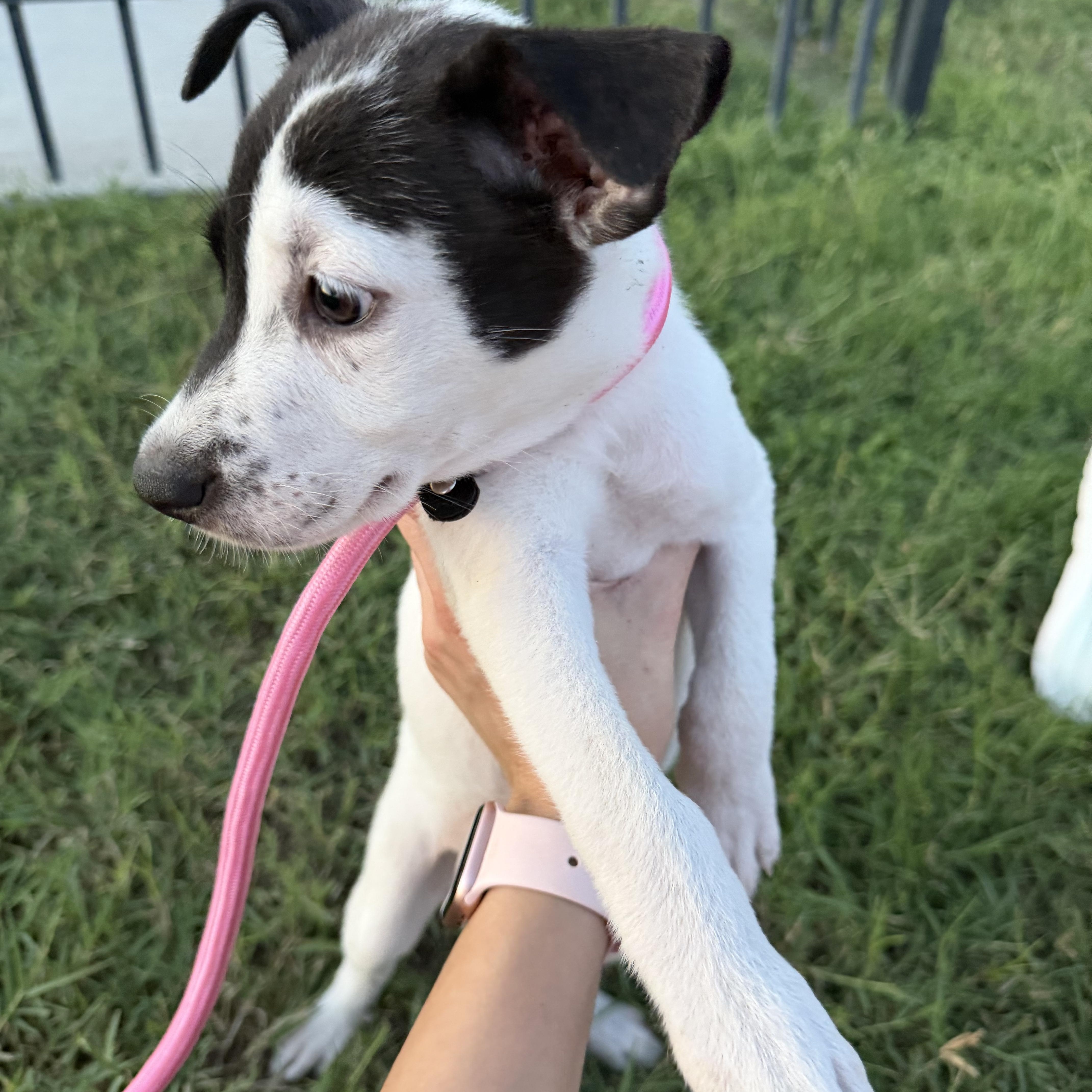 Enlarge Sage, a Adoptable mixed breed in Short Hills, NJ image 4/4