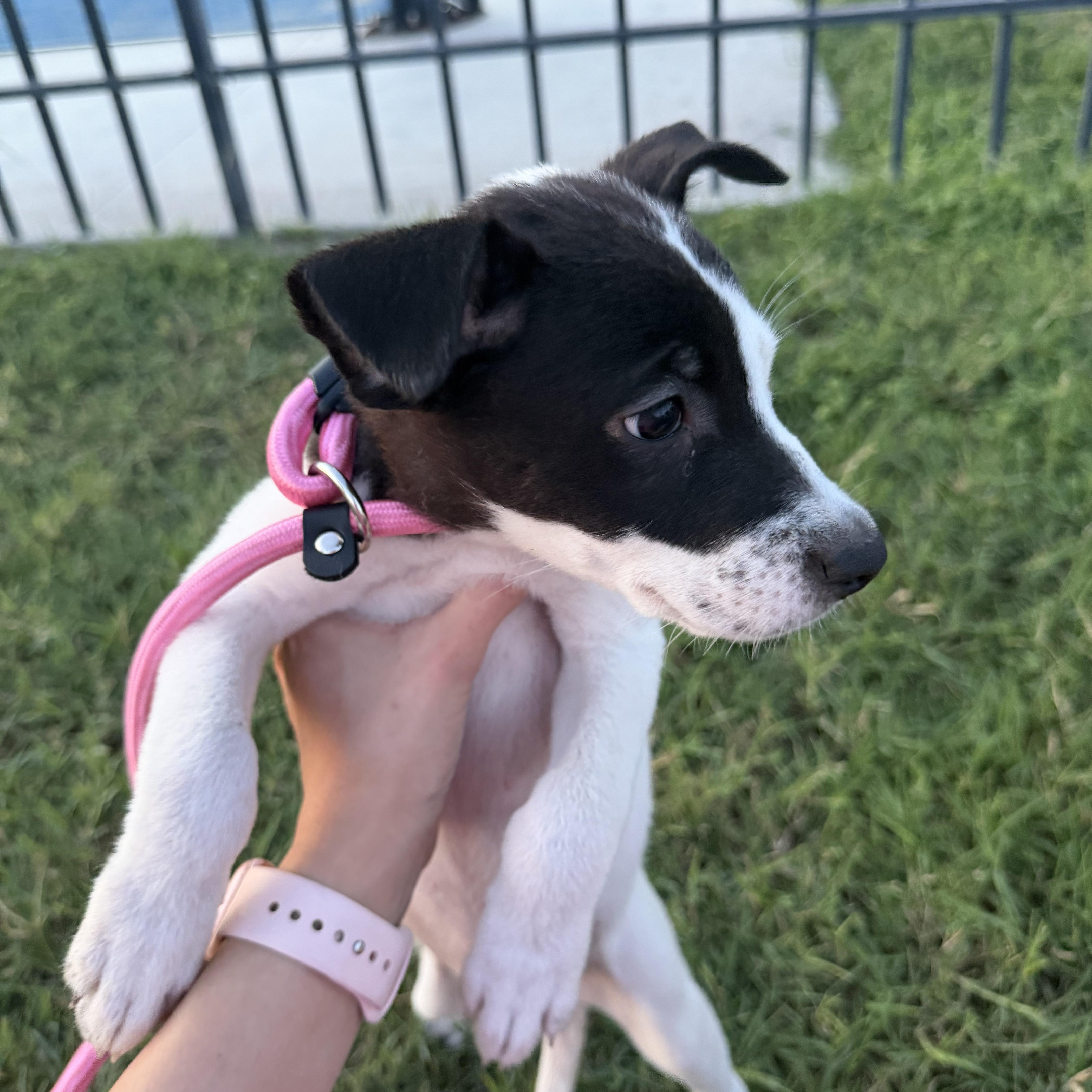 Enlarge Sage, a Adoptable mixed breed in Short Hills, NJ image 3/4