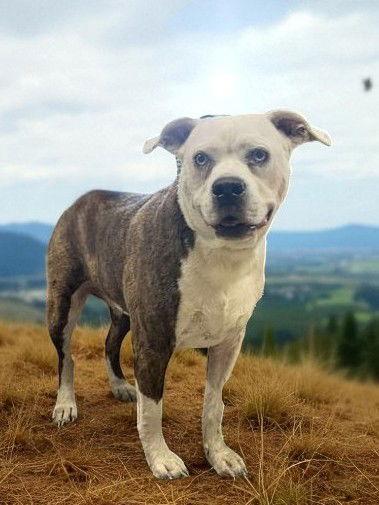 Enlarge Athena Grace, a Adopted Boxer in Sullivan, IN image 1/2