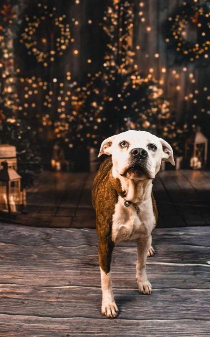 Enlarge Athena Grace, a Adopted Boxer in Sullivan, IN image 2/2