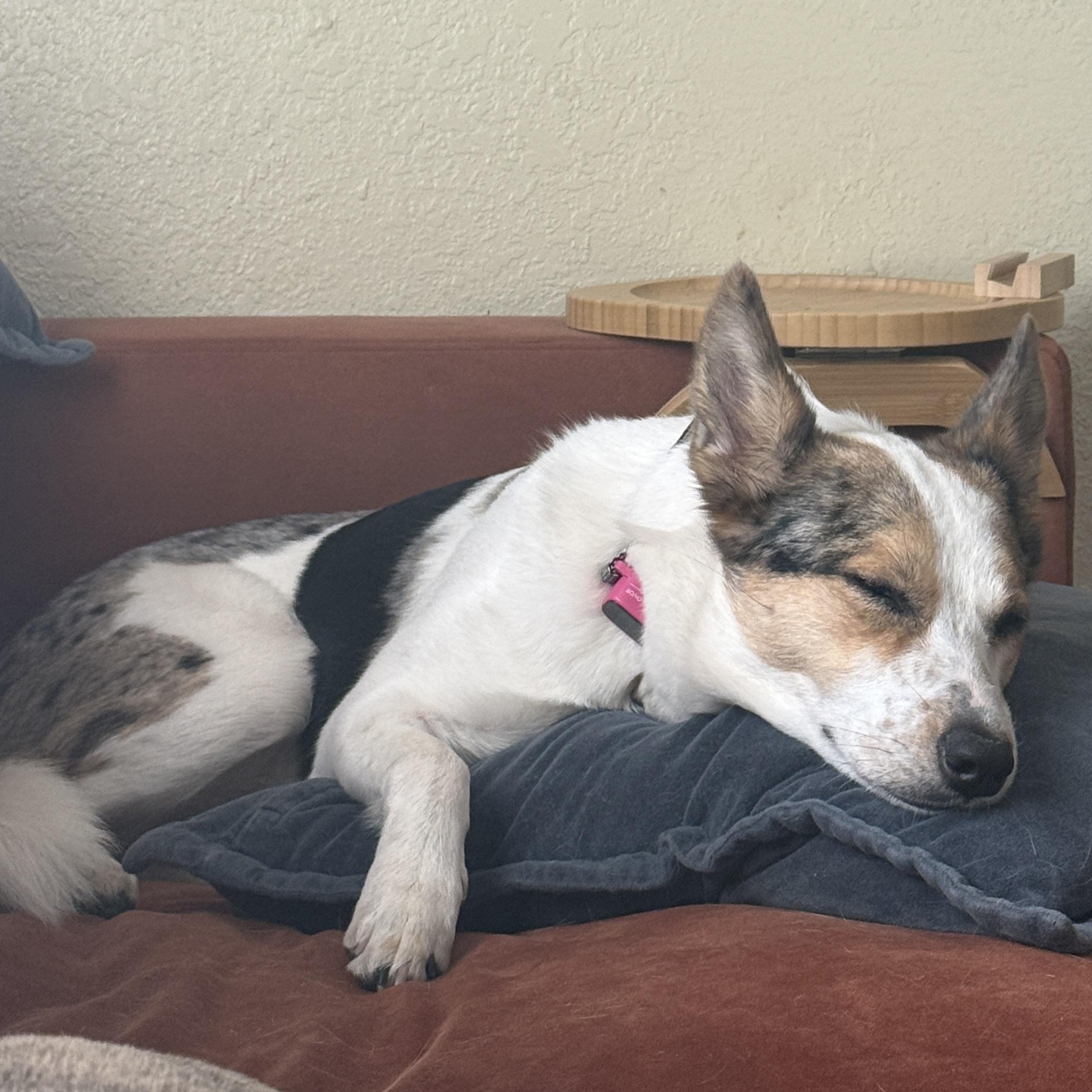 Enlarge NOVA, a Adoptable mixed breed in Peralta, NM image 3/6