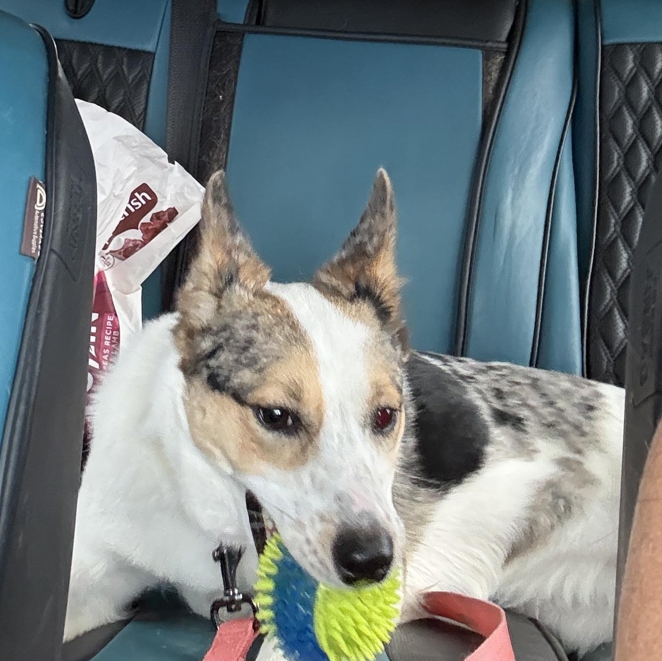 Enlarge NOVA, a Adoptable mixed breed in Peralta, NM image 6/6
