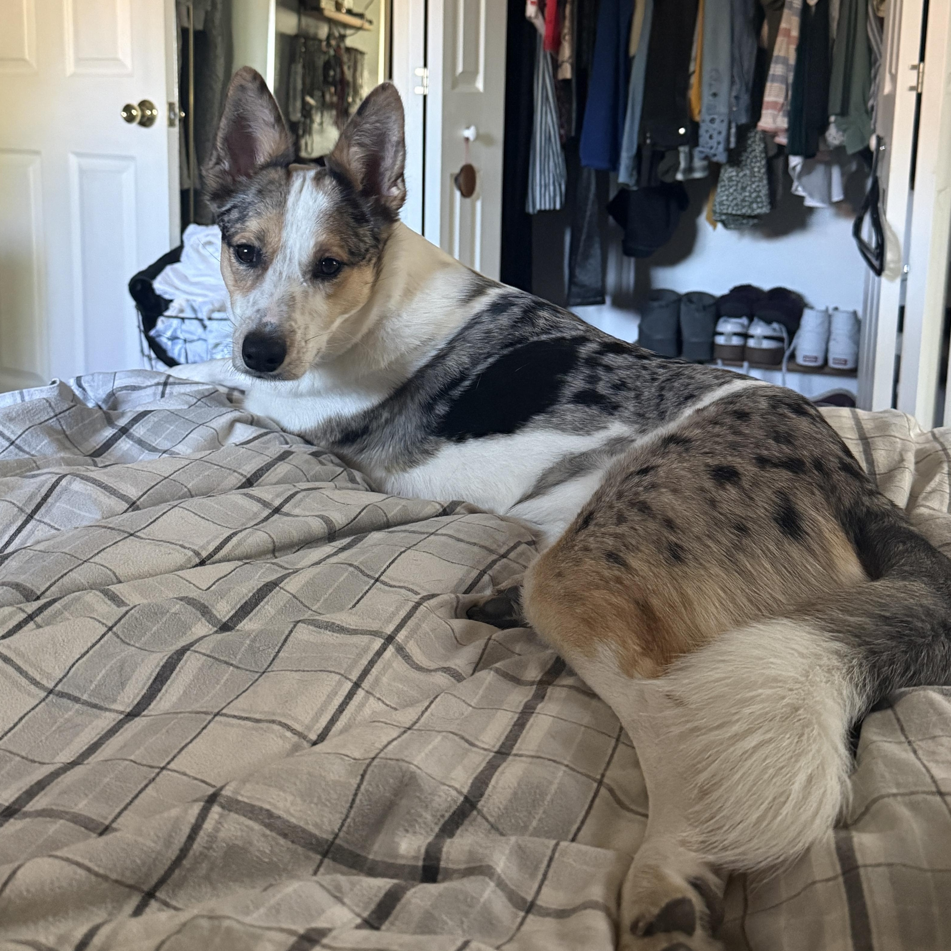 Enlarge NOVA, a Adoptable mixed breed in Peralta, NM image 5/6