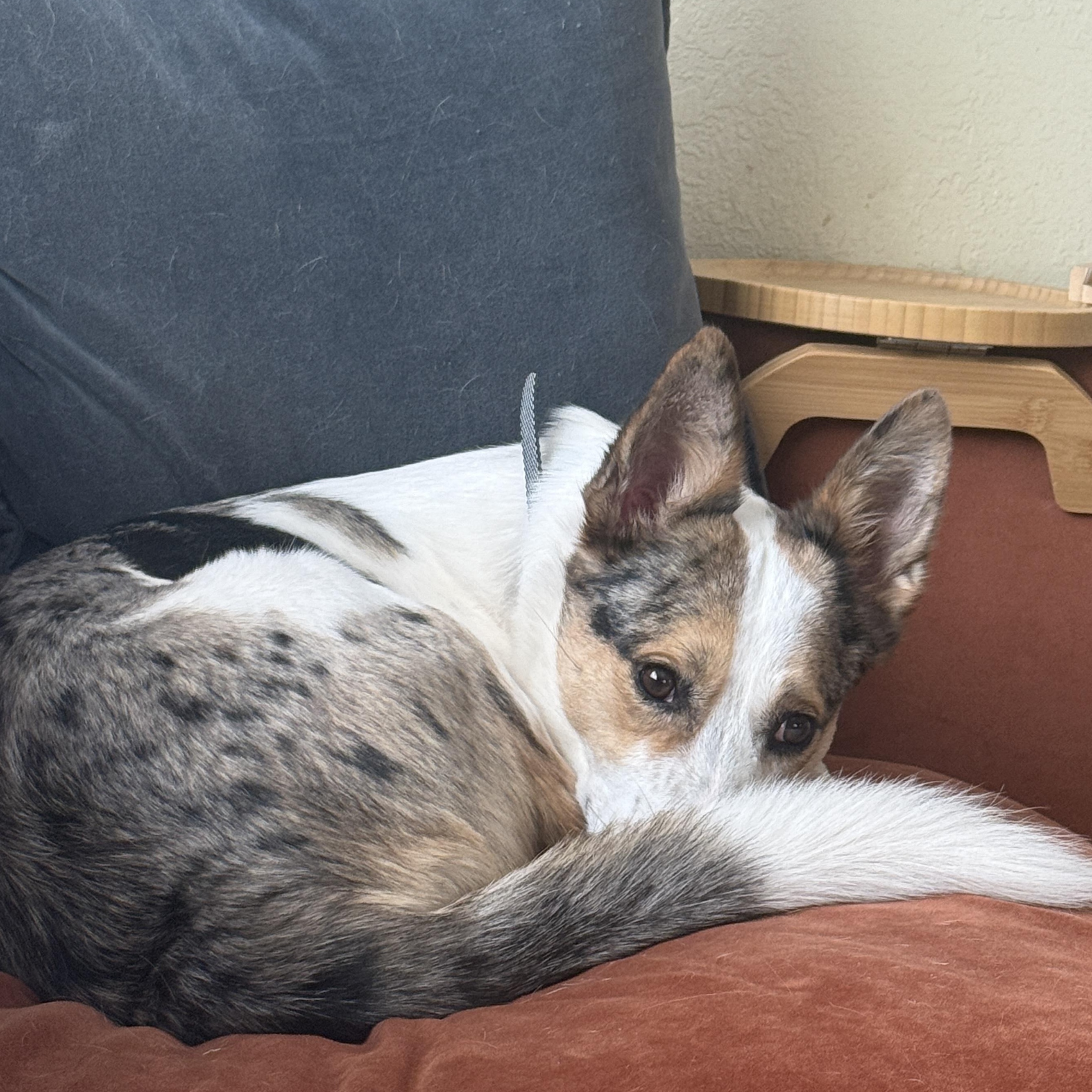 Enlarge NOVA, a Adoptable mixed breed in Peralta, NM image 2/6