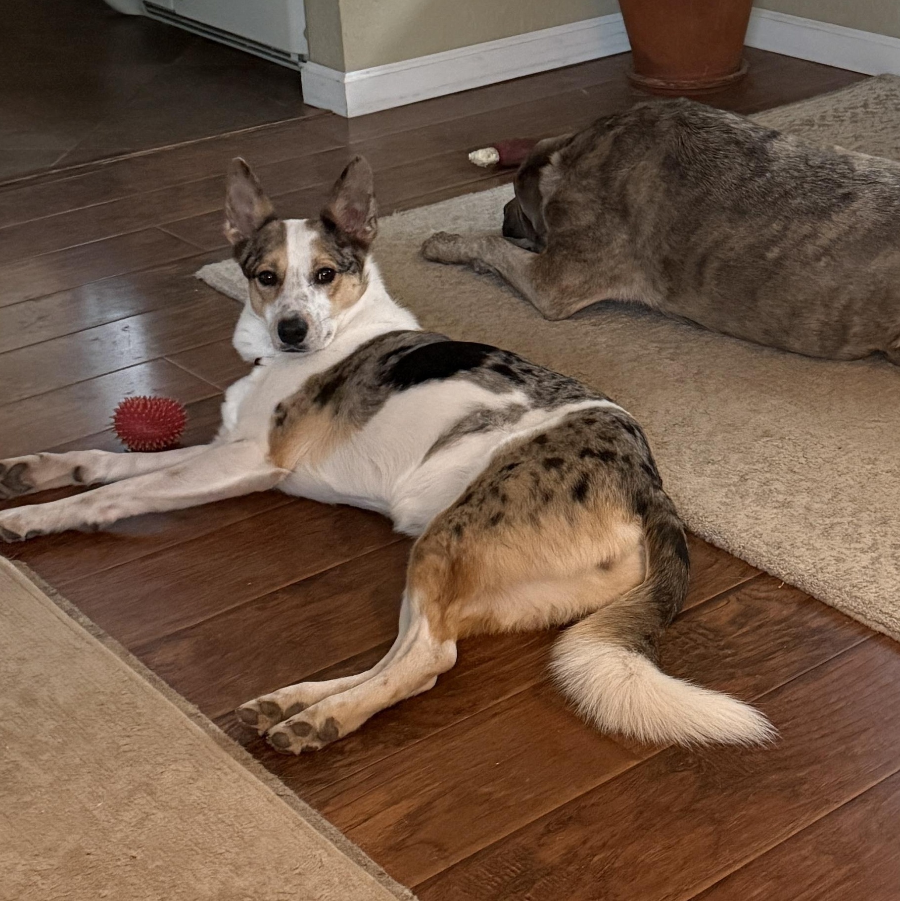 Enlarge NOVA, a Adoptable mixed breed in Peralta, NM image 4/6