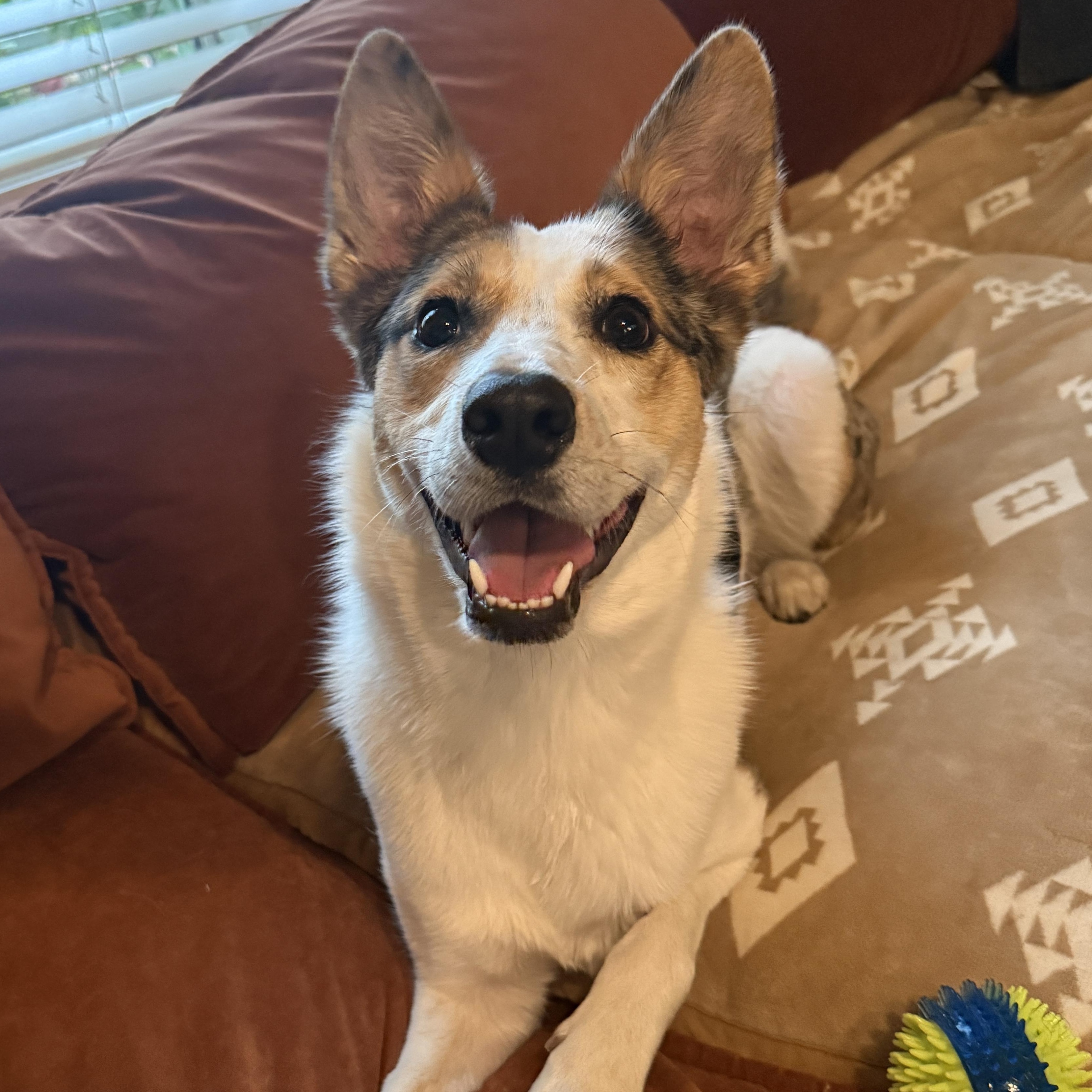 Enlarge NOVA, a Adoptable mixed breed in Peralta, NM image 1/6