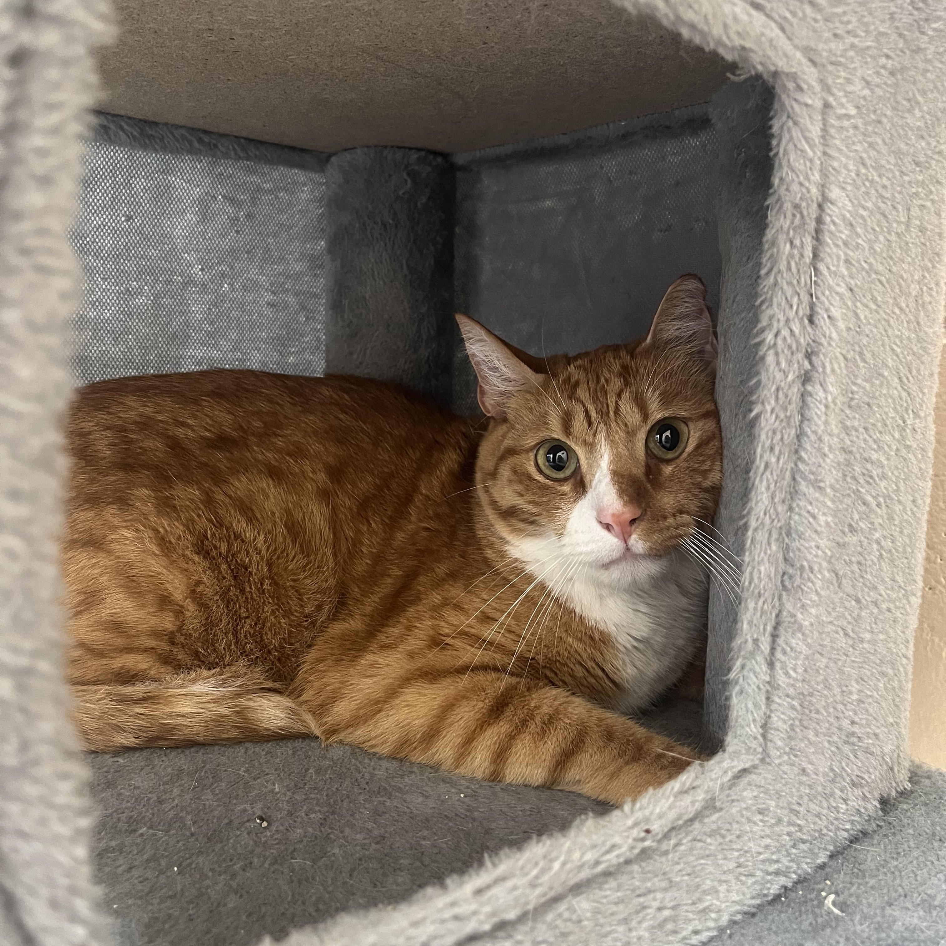 Enlarge Anubis, a ADOPTABLE Domestic Short Hair in Washington, UT image 1/1