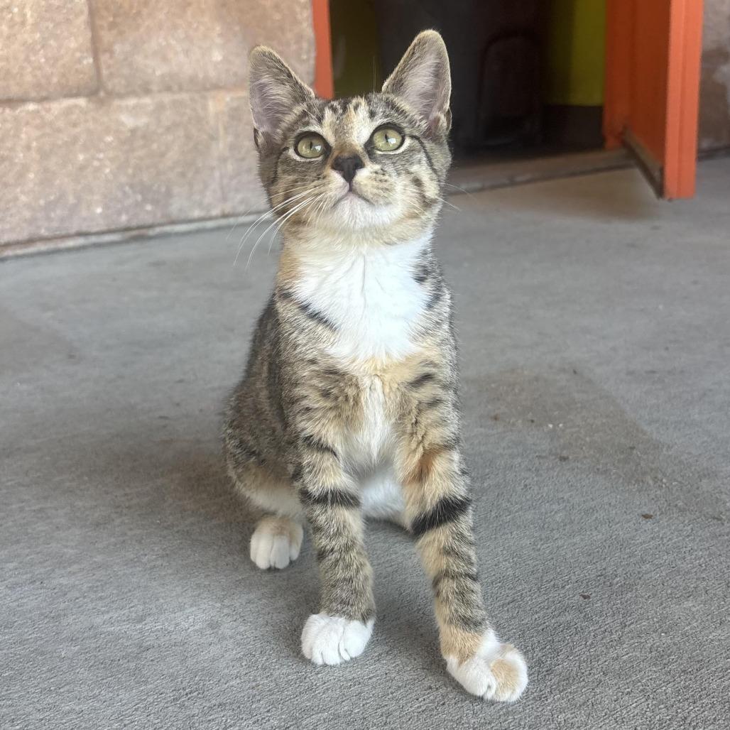 Enlarge Olivia, a Adoptable Domestic Short Hair in Waynesburg, PA image 6/6