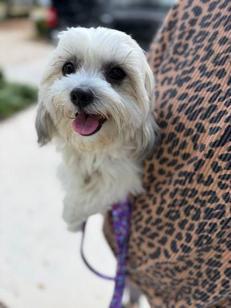 Coco, an adopted mixed breed in Willington, CT image 5/6