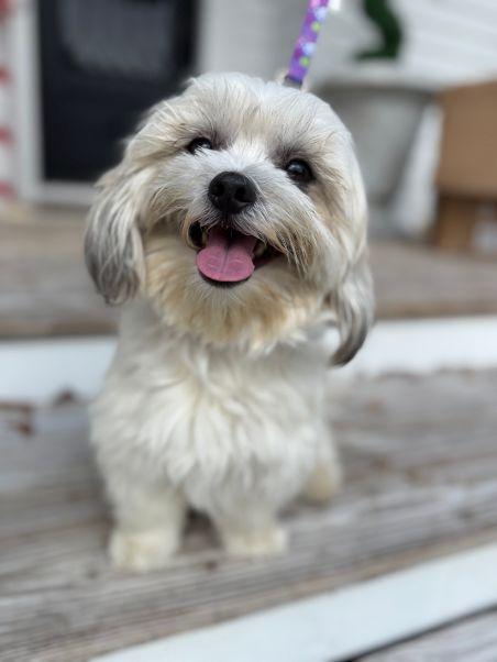 Coco, an adopted mixed breed in Willington, CT image 3/6