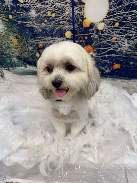 Coco, an adopted mixed breed in Willington, CT image 6/6