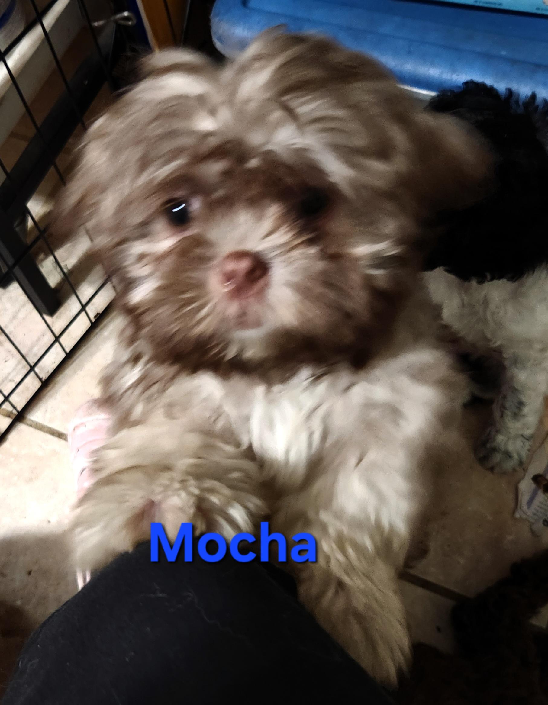 Mocha, Adoptable, Puppy Male Shih Tzu.