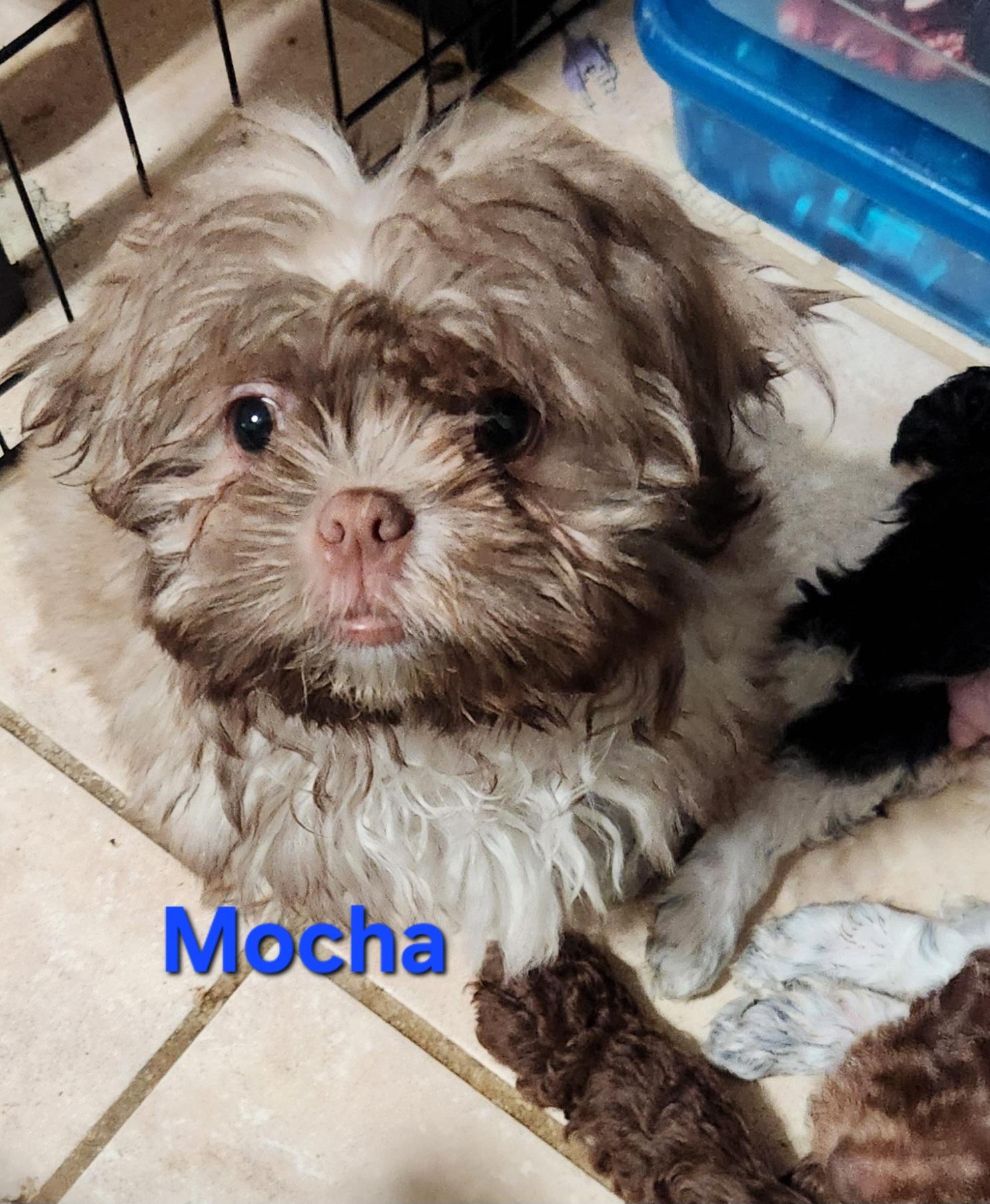 Enlarge Mocha, a Adoptable Shih Tzu in North Augusta, SC image 2/2