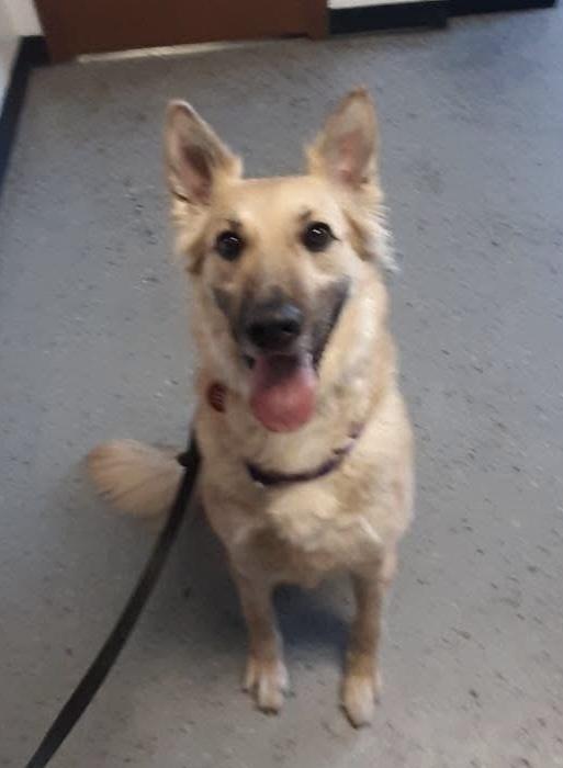 Enlarge Addie, a Adopted mixed breed in Suamico, WI image 1/4