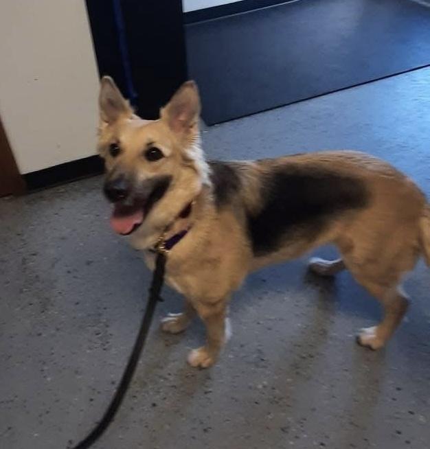 Enlarge Addie, a Adopted mixed breed in Suamico, WI image 2/4